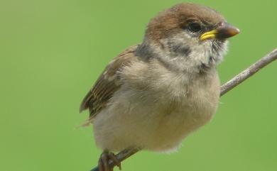 Passer montanus saturatus (Stejneger, 1885) 麻雀