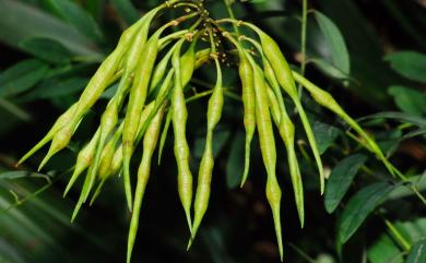 Sophora flavescens Aiton 苦參
