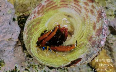 Calcinus morgani Rahayu & Forest, 1999 摩氏硬指寄居蟹