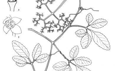 Cayratia japonica (Thunb.) Gagnep. 虎葛