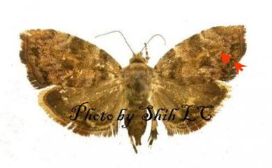 Choreutis hyligenes (Butler, 1879) 雲紋桑舞蛾