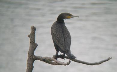 Phalacrocorax carbo sinensis (Staunton, 1796) 鸕鷀