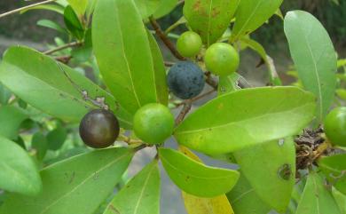 Machilus obovatifolia var. obovatifolia 恆春楨楠