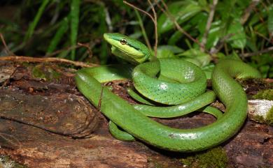 Gonyosoma frenatus (Gray, 1853) 灰腹綠錦蛇