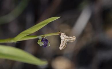 Murdannia spirata (L.) G. Brückn. 矮水竹葉