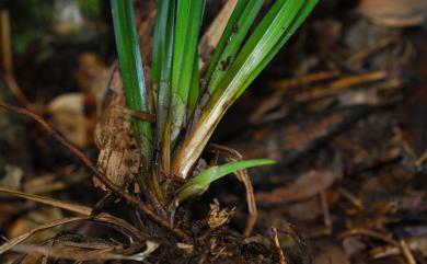 Carex brevicuspis C.B.Clarke 大山宿柱薹