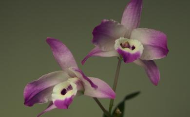 Dendrobium linawianum 櫻石斛