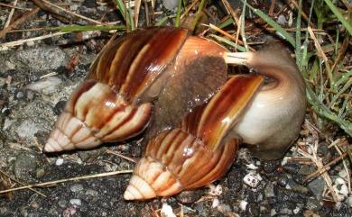 Achatina fulica Bowdich, 1822 非洲大蝸牛