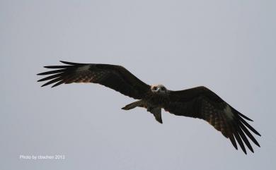 Milvus migrans formosanus 黑鳶