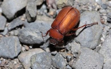 Hilyotrogus formosanus (Niijima & Kinoshita, 1927) 臺灣樺金龜