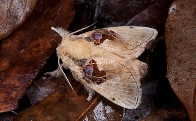 Chalcoscelides castaneipars (Moore, 1866) 仿奼刺蛾