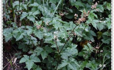 Filipendula kiraishiensis Hayata 臺灣蚊子草