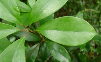 Illicium arborescens 臺灣八角