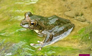 Buergeria robusta (Boulenger, 1909) 褐樹蛙