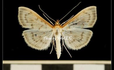 Hodebertia testalis (Fabricius, 1794)