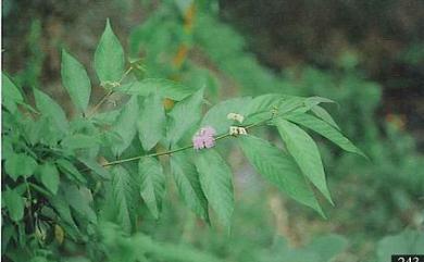 Callicarpa formosana var. glabrata 六龜粗糠樹