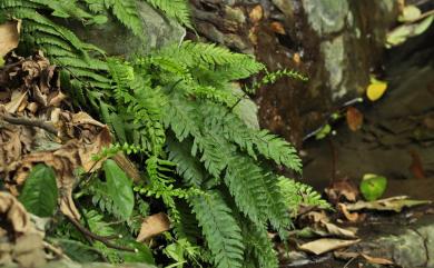 Hymenasplenium obscurum (Blume) Tagawa 綠柄剪葉鐵角蕨