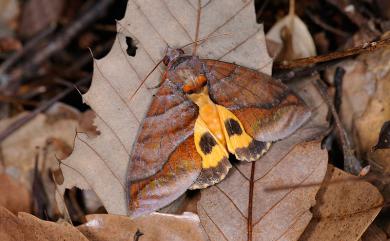 Eudocima homaena (Hübner, 1823) 鑲落葉裳蛾