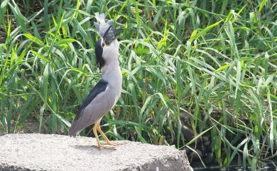 Nycticorax nycticorax nycticorax (Linnaeus, 1758) 夜鷺