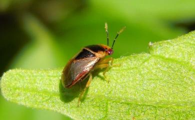 Geocoris ochropterus (Fieber, 1844) 南亞大眼長蝽