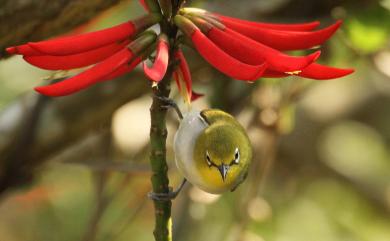 Zosterops japonicus Temminck & Schlegel, 1847 日菲繡眼