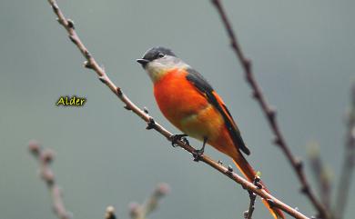 Pericrocotus solaris griseogularis Gould, 1863 灰喉山椒鳥