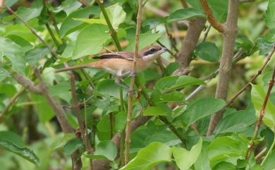 Lanius cristatus lucionensis Linnaeus, 1766 紅尾伯勞