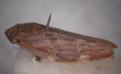 Aphrophora habonis (Matsumura, 1940) 短額長翅尖胸沫蟬