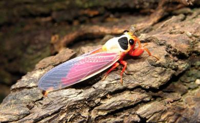 Scieroptera formosana Schmidt, 1918 紅腳黑翅蟬