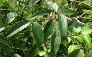 Dioscorea matsudae 裏白葉薯榔