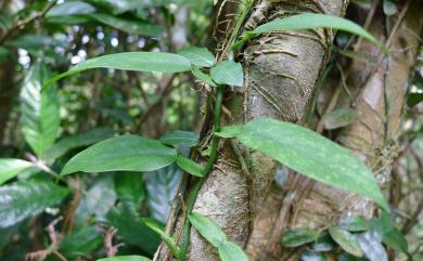 Pothos chinensis (Raf.) Merr. 柚葉藤