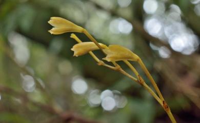 Lecanorchis suginoana 杉野氏皿蘭