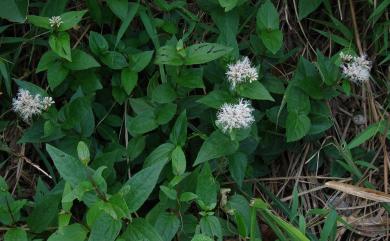 Eupatorium shimadae 島田氏澤蘭