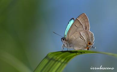 Chrysozephyrus teisoi (Sonan, 1941) 碧翠灰蝶