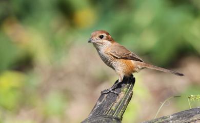 Lanius bucephalus bucephalus Temminck & Schlegel, 1845 紅頭伯勞