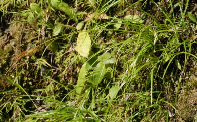 Carex makinoensis 牧野氏薹