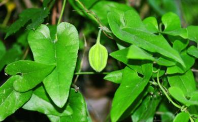 Aristolochia kaempferi 大葉馬兜鈴