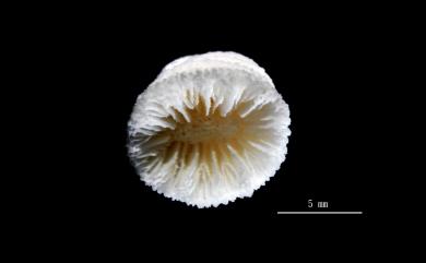 Balanophyllia rediviva Moseley, 1881 重觀錐形珊瑚