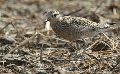 Pluvialis fulva (Gmelin, JF, 1789) 太平洋金斑鴴