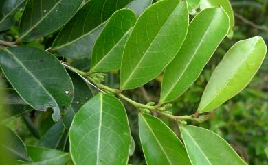 Glochidion rubrum 細葉饅頭果