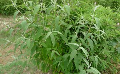 Buddleja asiatica 揚波