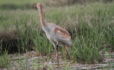 Leucogeranus leucogeranus (Pallas, 1773) 白鶴