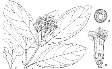 Viburnum taitoense Hayata 臺東莢蒾