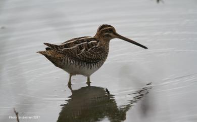 Gallinago gallinago gallinago (Linnaeus, 1758) 田鷸