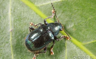 Parascela cribrata (Schaufuss, 1871) 粗刻猿金花蟲