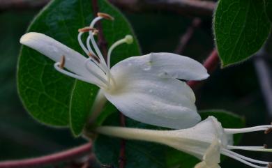 Lonicera japonica 忍冬