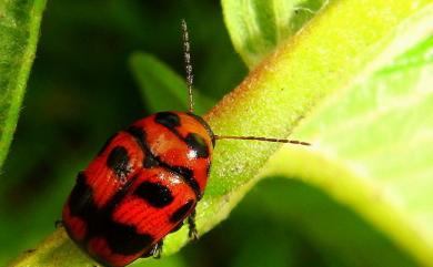 Cryptocephalus trifasciatus Fabricius, 1787 三帶筒金花蟲