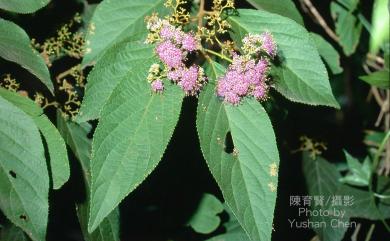 Callicarpa formosana var. formosana 杜虹花