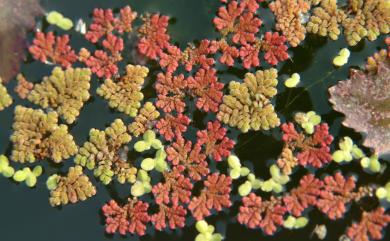 Azolla pinnata 滿江紅