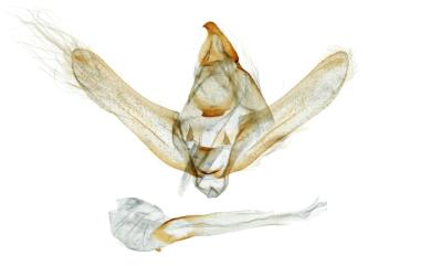 Megabiston plumosaria (Leech, 1891) 羽霾尺蛾